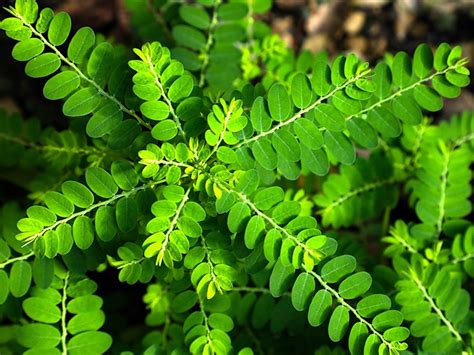 chanca piedra in tagalog|What is Chanca Piedra, Phyllanthus niruri, Bhumiamla, .